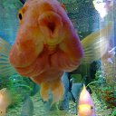 ���� Arif, ����, 69 ��� - ��������� 21 ������ 2018 � ������ ���� ����������