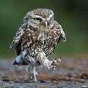 ���� ���� ��������, �����-���������, 72 ���� - ��������� 9 ����� 2018 � ������ ������ ��������