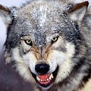 ���� �����, ����������, 49 ��� - ��������� 18 ������ 2018