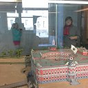  , -, 61  -  16  2017    