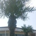 ���� ���, ������, 62 ���� - ��������� 2 ������� 2017 � ������ ���� ����������