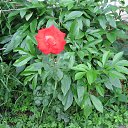 ���� ���������, �������������, 68 ��� - ��������� 27 ��� 2018 � ������ ���� ����������