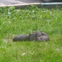 ���� ����, ������, 33 ���� - ��������� 21 ������� 2018