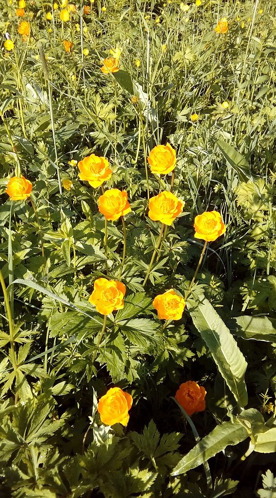 ��� ���� - 13 ���� 2018 � 14:07