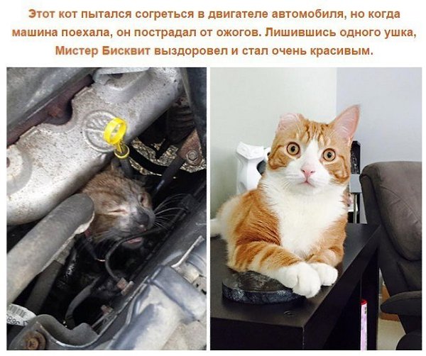 Выжившие кошки, которых спасли и полюбили: фото до и после. Друзья, помогайте животным! - 2