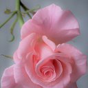 ���� �������, �����, 69 ��� - ��������� 23 ������� 2018 � ������ ������ ��������