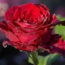 ���� �������., ��������, 56 ��� - ��������� 20 ������ 2018 � ������ ���� ����������