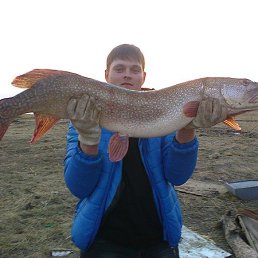 ������, �����������, 41 ���