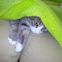 ���) �� ������� ���� ����������