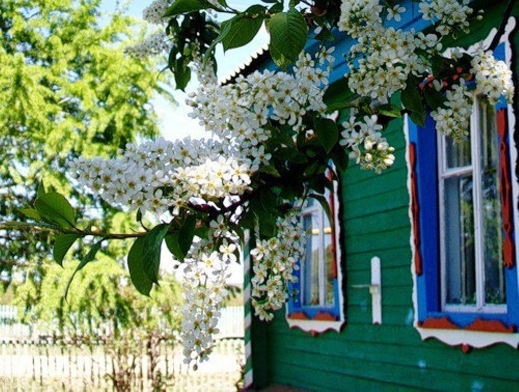 Черемуха в спальне