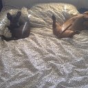 ���� ��������, ������ ��������, 49 ��� - ��������� 4 ������� 2017 � ������ �������