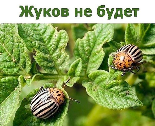 Одну пачку сухой горчицы разводим в ведре воды, добавляем 100 мл столового 9%-ного уксуса, тщательно ...