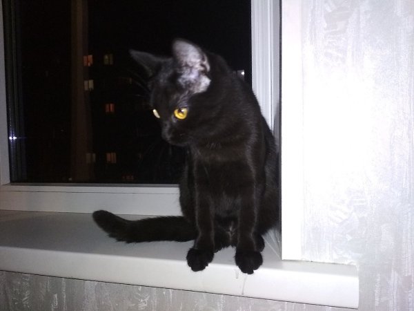 #Безкота_добро.Подобрали на даче маленького котенка в возрасте одного месяца, глаз был заплывший, ... - 4