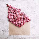 ���� Rose, ����������� - ��������� 22 ���� 2018 � ������ ���� ����������