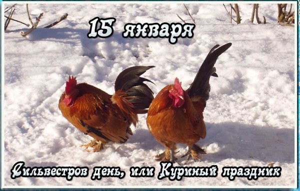 15 ЯНВАРЯ 2018 ГОДА СИЛЬВЕСТРОВ ДЕНЬ (КУРИНЫЙ ПРАЗДНИК): ЧТО ЭТО ЗА ПРАЗДНИК, КАК ЕГО ОТМЕЧАЮТ, ...