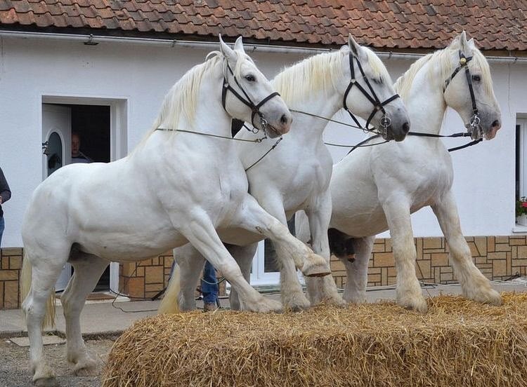  -   ! - 11  2018  03:44