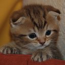  Maxsimilianyson, --, 44  -  13  2018    