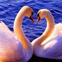 ���� �����, �����, 62 ���� - ��������� 8 ����� 2018 � ������ ������ ��������