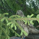  Alex, , 42  -  23  2018    