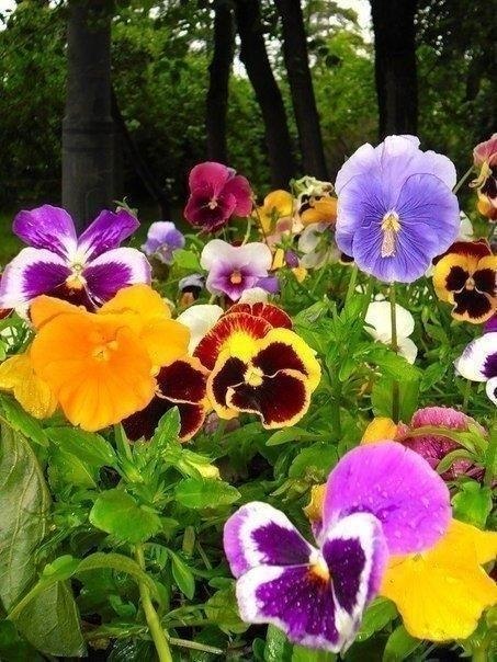 ...чтобы в жизни было как можно больше ярких красок - 3