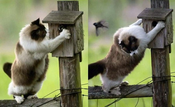 CATS OF ALL - 11  2018  15:26
