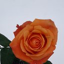 ���� ����, ������, 25 ��� - ��������� 21 ������ 2018 � ������ ������ ��������