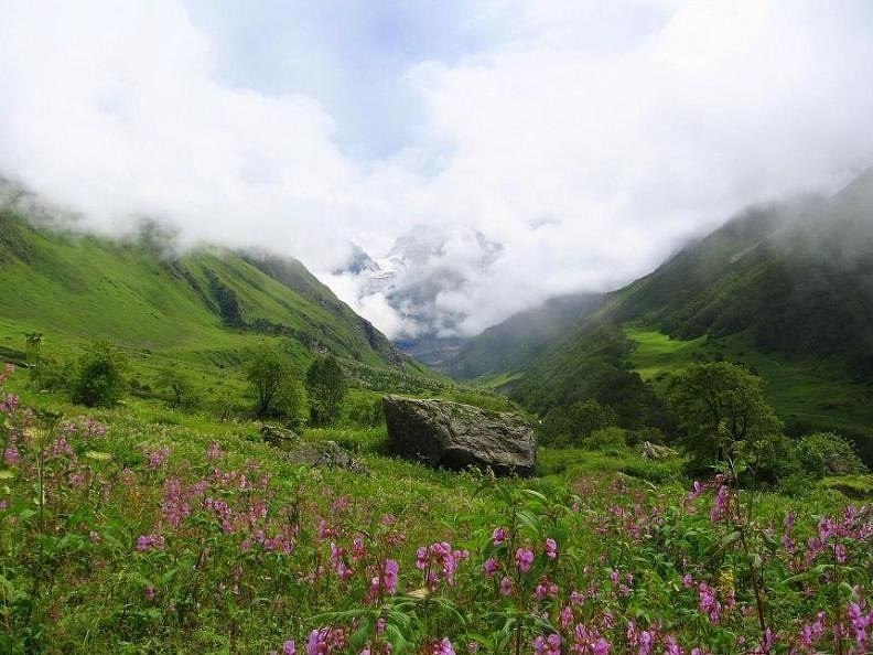   -    .    (Valley of Flowers National ... - 7