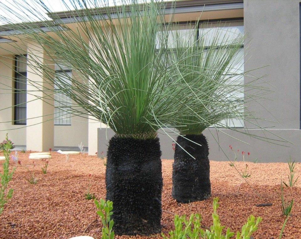 �������� ������ ���������� (Xanthorrhoea Grass Trees). ��� ������� ���������� �������� ������� ... - 6
