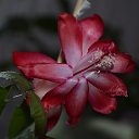 ���� �������, ���������, 37 ��� - ��������� 9 ���� 2018 � ������ ������������ � ���������������