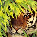 ���� ����, ������ - ��������� 4 ��� 2018