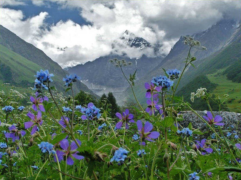   -    .    (Valley of Flowers National ...