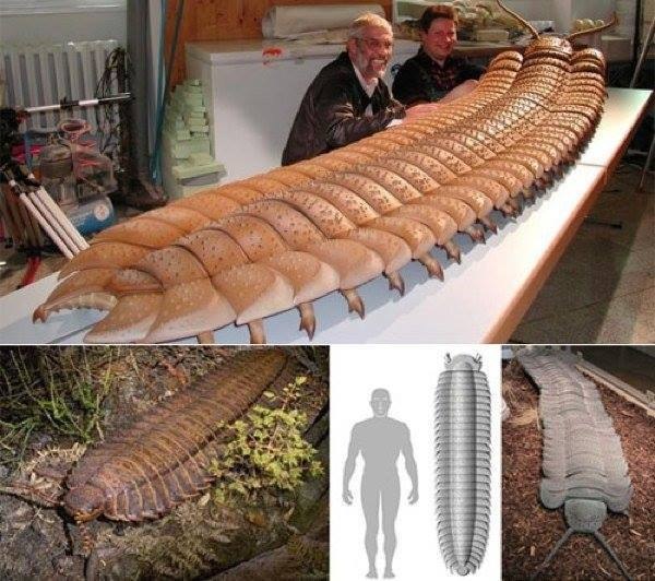  (Arthropleura)   ,   300   .  2,5 ...