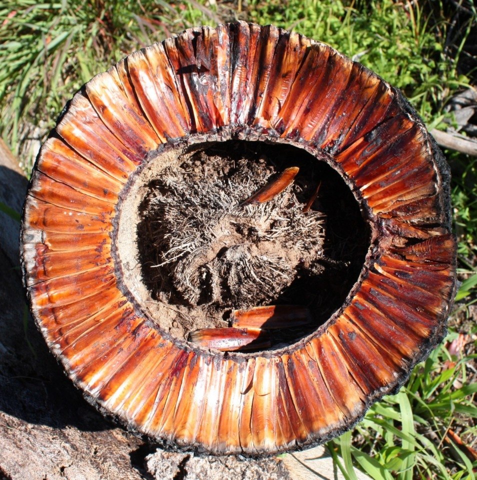 �������� ������ ���������� (Xanthorrhoea Grass Trees). ��� ������� ���������� �������� ������� ... - 4