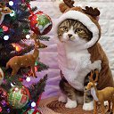 ���� Rigen, ������, 50 ��� - ��������� 5 ������� 2017 � ������ �������� ��������