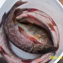 ���� �������, �����-��������� - ��������� 26 ������� 2017 � ������ ���� ����������