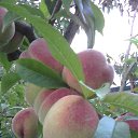 ���� ����, ����������, 47 ��� - ��������� 10 ������� 2017 � ������ ���� ����������