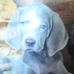 �������, ������, 40 ���