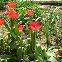���� �����, ������������, 50 ��� - ��������� 16 ������ 2018 � ������ �FLORA�