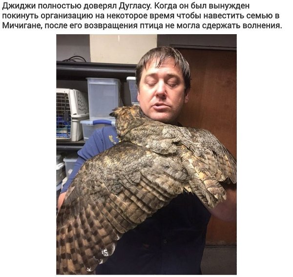 Сова выразила признательность человеку, который спас ее, подарив свои искренние объятия - 4
