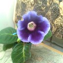 ���� ����, ��������� - ��������� 31 ��� 2018 � ������ ���� �����������