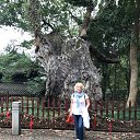  ,  , 62  -  16  2017    