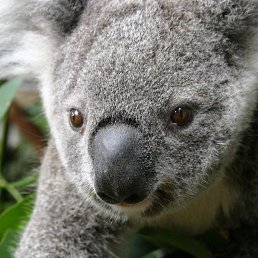 ���������, �����-���������, 67 ���