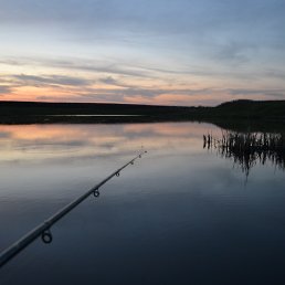 ������, ����, 44 ����