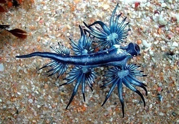 Glaucus atlanticus     ,     .