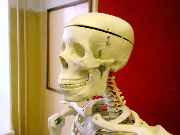 Знакомьтесь, Иван Иваныч. Бывший лаборант по дисциплине "Скульптура и пластическая ...