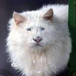 ���� ������ �����, �����, 54 ���� - ��������� 18 ������� 2018