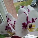 ���� ��������, �����, 54 ���� - ��������� 3 ������� 2018 � ������ ���� ����������