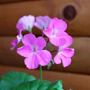 ���� Vassa, ���� - ��������� 4 ������ 2018 � ������ ������ ��������