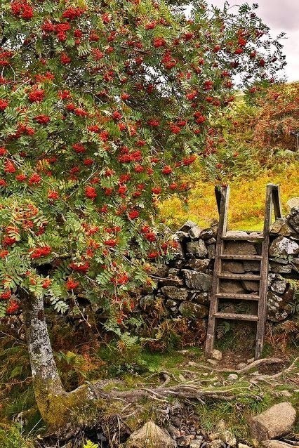 Я ЖЕЛАЮ ВАМ тёплой осени! Удивительно-светлых дней.И прозрачного неба просини, Тишины золотых ...