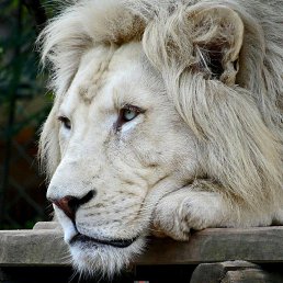 ���� ����, ��������, 46 ��� - ��������� 26 ������ 2019